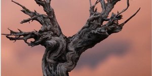 Foto: Tracy van der Linde